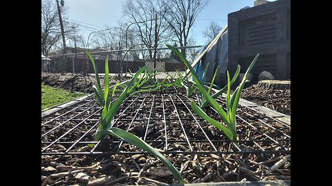 Garlic Update 4/1/24