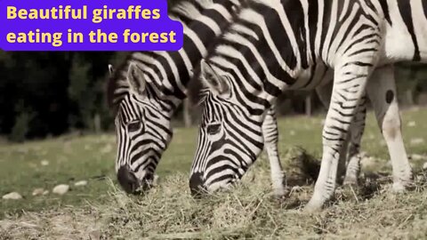 Beautiful giraffes eating in the forest
