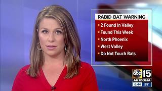 Two rabid bat cases reported in Maricopa County in past week