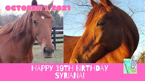 Happy 19th Birthday to Syriana! aka Diva Princess Redhead TB Mare