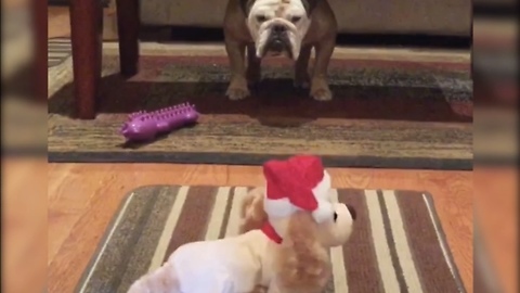 Bulldog has hysterical reaction to anything Christmas