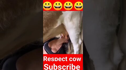 respect cow || 😀😀😀 #shorts