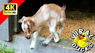 Baby Goats Go Outside For The First Time