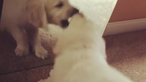 Puppy's Precious First Encounter With Mirror Reflection