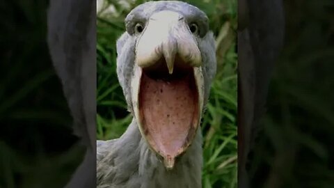 Main villain in animals world #facts #interestingfacts #animals #shoebillstor