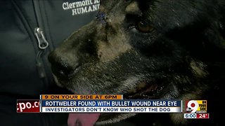 Dog found with bullet wound near eye