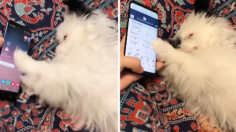 Cute Puppy Aggressively Scrolls Through Owner's Smartphone