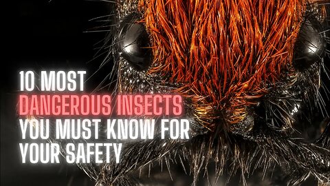 10 Most Dangerous Insects You Must Know for Your Safety
