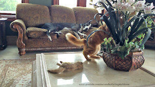 Great Dane Watches Funny Kitten Attack An Orchid Plant