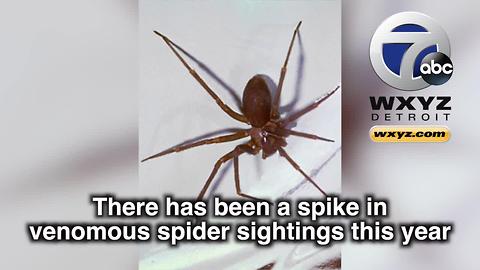 Spike in venomous brown recluse spider sightings reported in Michigan