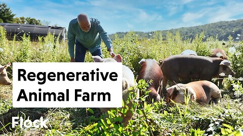 Running a REGENERATIVE Cow, Hog and Chicken FARM — Ep. 198