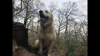 A Secret Adventure Of A Golden Retriever!