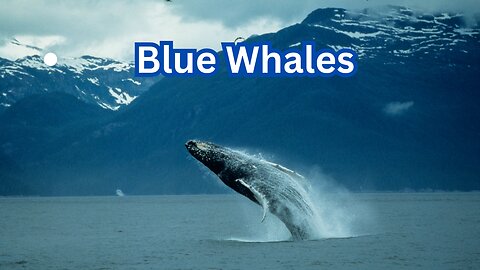 Blue Whales: Nature's Gentle Giants