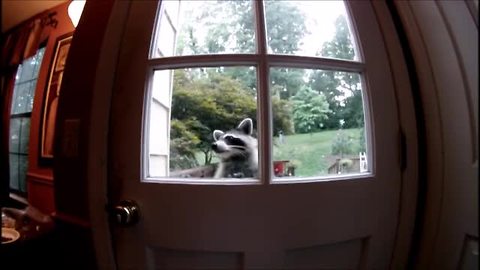 Raccoon attempts to break into empty home