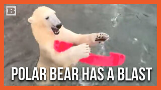 Adorable Polar Bear Plays in the Water at Washington Zoo