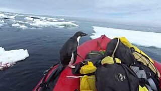 Penguin jumps into boat to say hi!