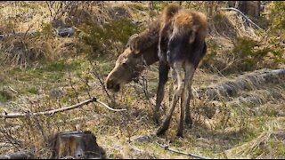 Rocky Mountain National Park Spring of 2017