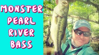 MONSTER BASS ON PEARL RIVER TOPWATER