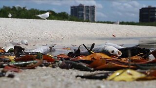 Higher concentrations of red tide not keeping people away from Collier County beaches
