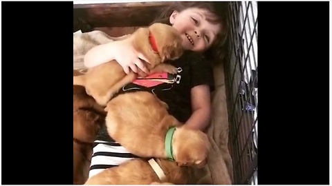 Little Girl Covered With A Cozy Blanket Of Dozen Golden Retriever Puppies