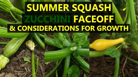 Trialing A New Zucchini This Year - My Main 3 Varieties