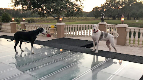 Funny Great Dane Complains About Pool Covered Dance Floor