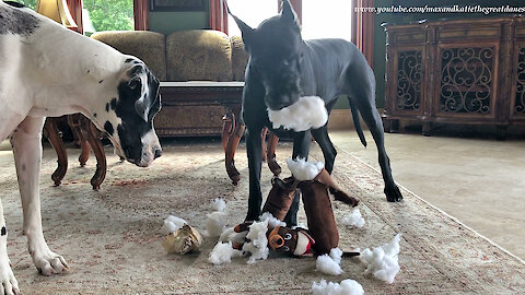 Great Dane Shows How To Destuff and Desqueak A Dog Toy ~ Home Schooling