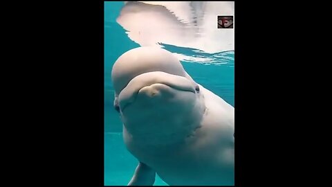 The Beluga Whale Facts #shorts #amazingfacts #animals