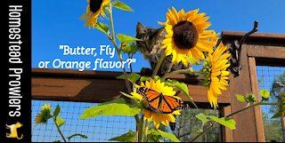 Sunflowers, Homestead Cat and Monarch Butterfly... OH MY!