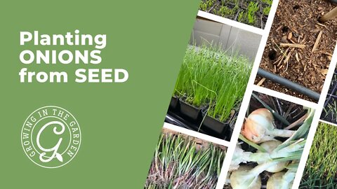 Planting ONIONS from Seed