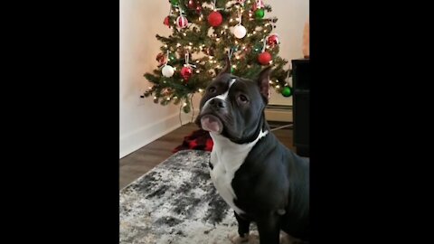 Daisy thinks the Christmas tree is tolking and my dog confused