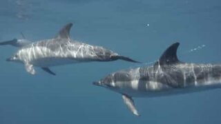 Golfinhos cantam debaixo de água