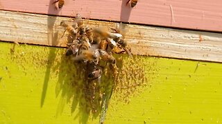 Enjoy the sights and sounds of a local bee hive