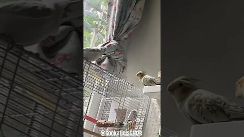 My Cute World of Cockatiels | Cockatiels Craze