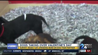 Survey: dogs are taking over Valentine's Day