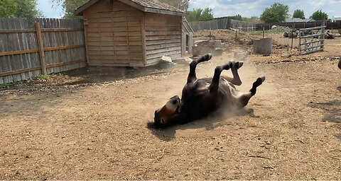 Horse & Mule Rolling