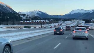 Canadian police halt traffic to allow deer herd to cross highway