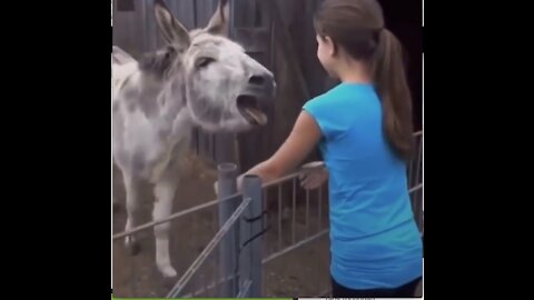 This donkey is reunited with the girl who raised it