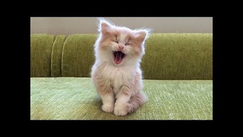 Funny Cats Video Compilation 3