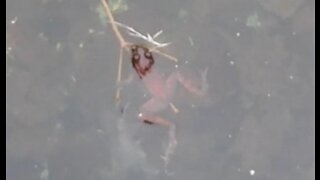 Frog in a Pool