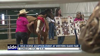 Wild horse adoption event at Western Idaho Fair
