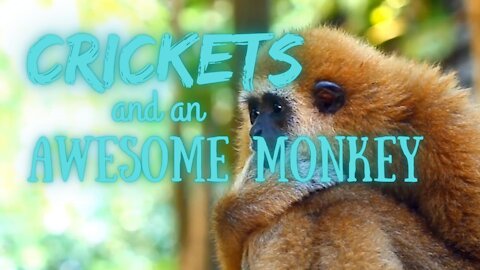 Crickets and an Awesome Monkey | Crickets and Monkeys | Ambient Sound | What Else Is There?