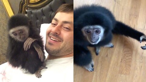 Cute Gibbons Playing & Climbing