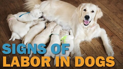 Signs of Labor in Dogs | CKC's Talkin' Dogs List Show
