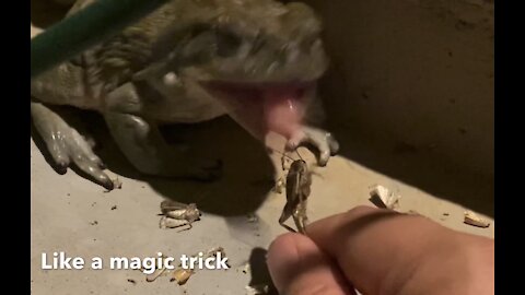 Toad magic trick