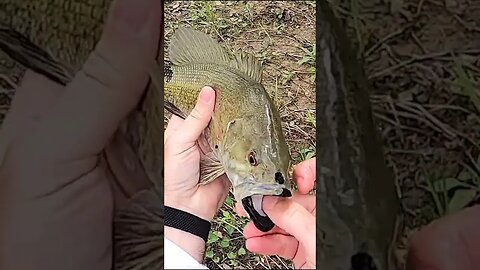 Beautiful and unique looking smallmouth!