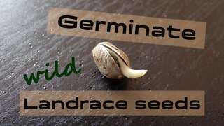 Simple Tips To Germinate Wild Cannabis Seeds!