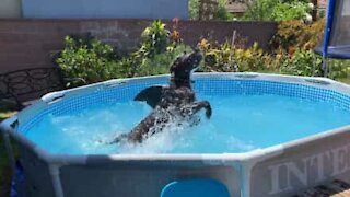 "Sharkdog" terrorizes pool in the USA
