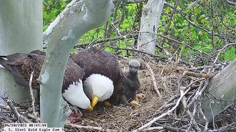 USS Bald Eagle Cam 1 4-30-23 @ 8:41 - Great shot of all 3 side by side @ Irvin feed Claire