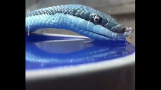 Ever Seen A Snake Drinking Water?